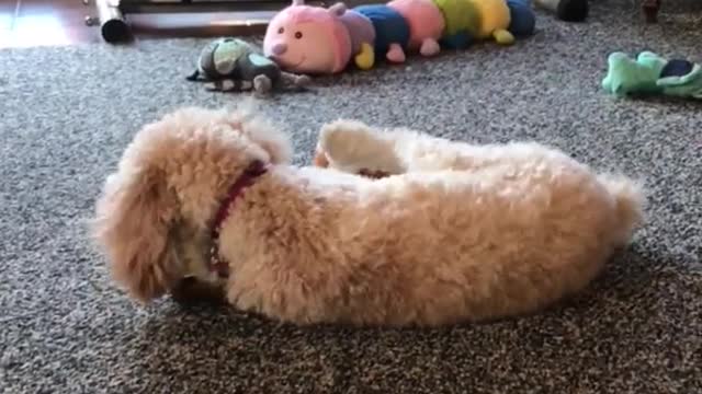 White dog lays on black carpet and chews bone