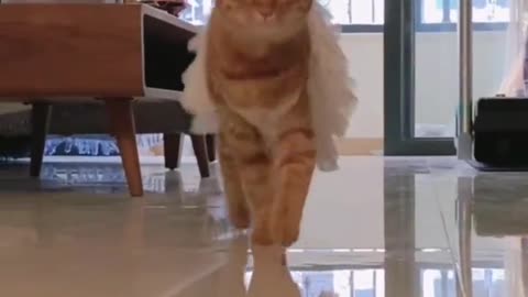 An elegant cat