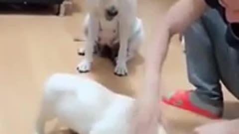 The bigger dog ask permission to his owner for the baby dog to eat his meal