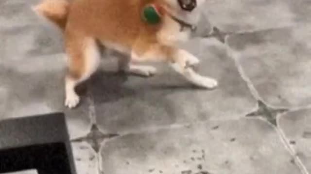 Funny dog video