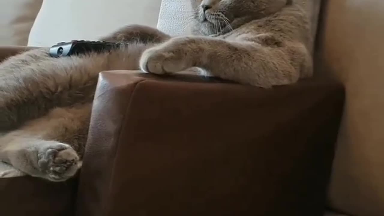 Funny cat watching TV