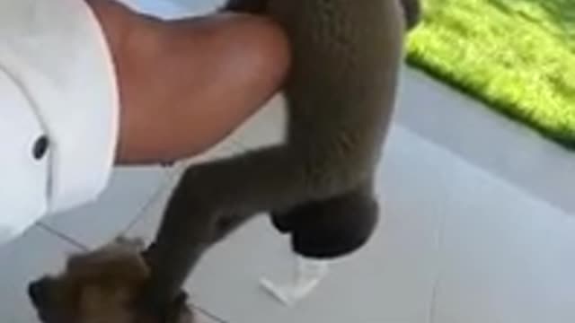 Funny monkey attacks dog