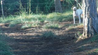 The old man playing