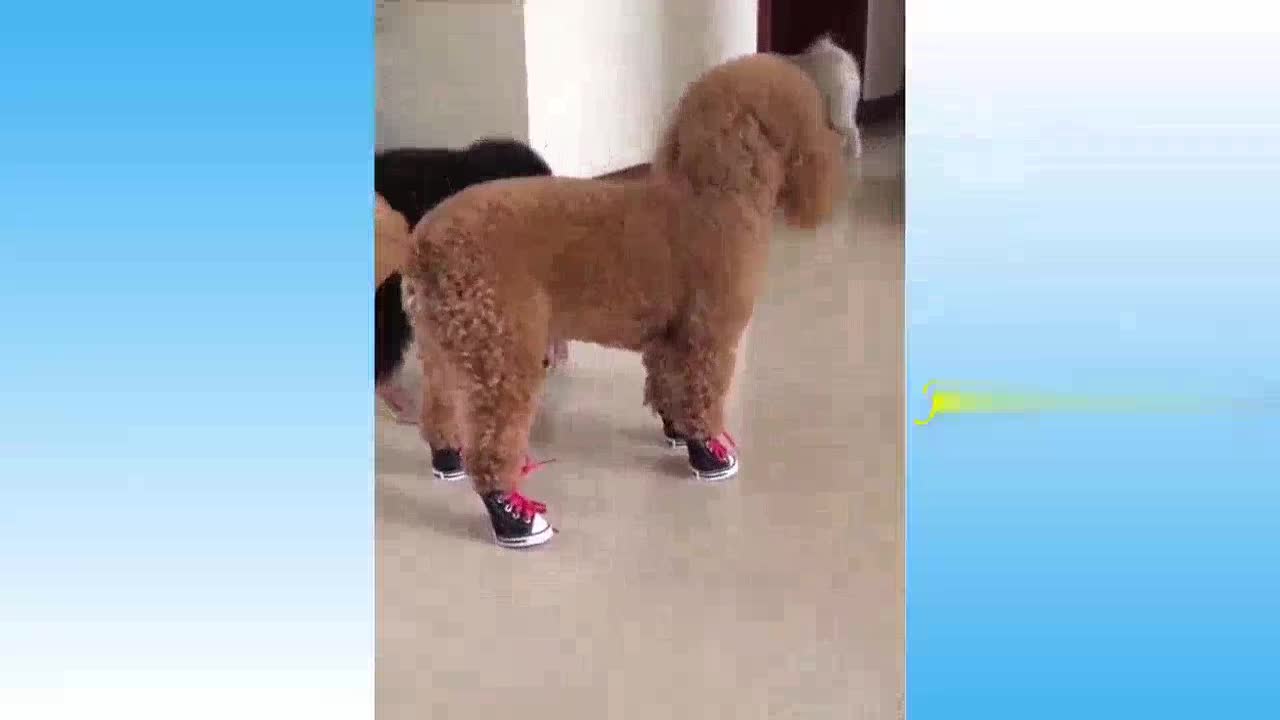 Funny cute baby cat make us laugh