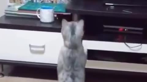 top boxing cat