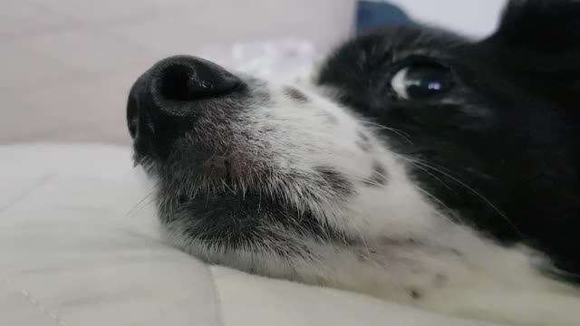 What smell is it? What smell is it?