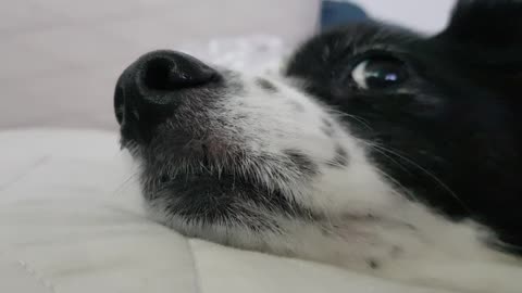What smell is it? What smell is it?
