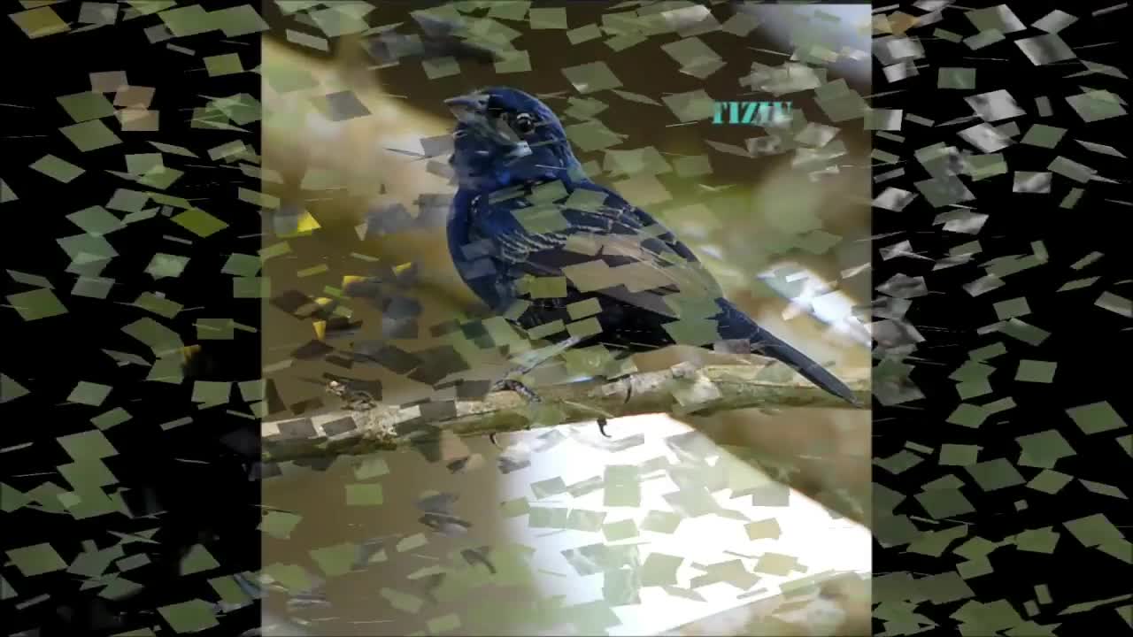Some of the most beautiful birds in the world 2, now with the names of the birds