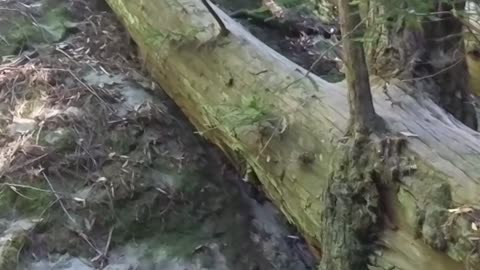Unique Tree Trunk