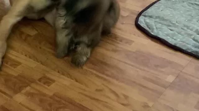 Cute and Funny Dogs Video