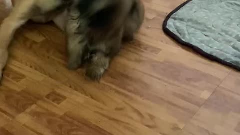 Cute and Funny Dogs Video