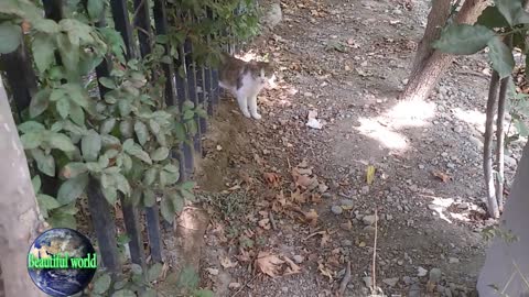 The cat is resting | funny cat | Playful cat | cats | most popular cat video | popular cat video