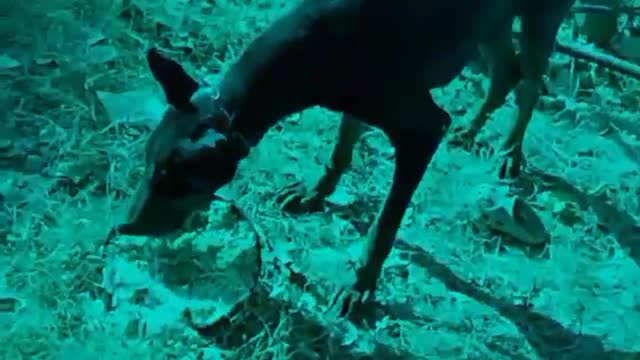 Hilarious doggy sits in a very distinguished manner