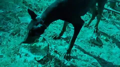 Hilarious doggy sits in a very distinguished manner