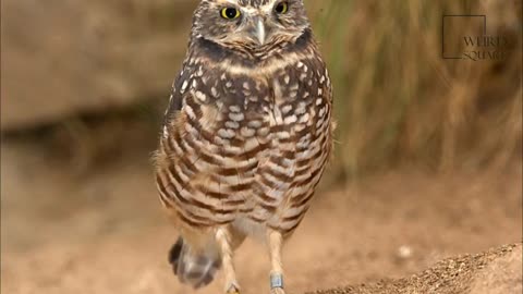 Interesting facts about the Burrowing Owl