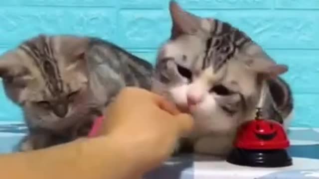 Cute cats playing