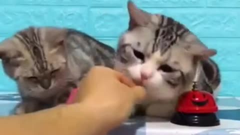 Cute cats playing