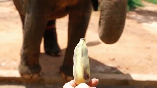 Feeding an elephant 🐘 with a banana.