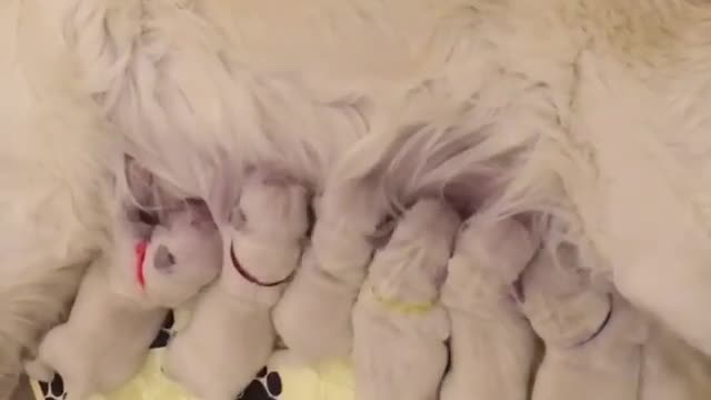 .Crowds of pups are on the bed.