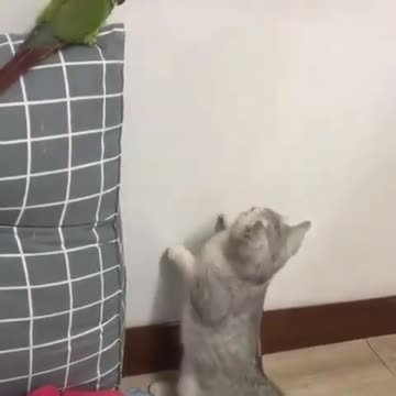 Funny animals and birds and killer