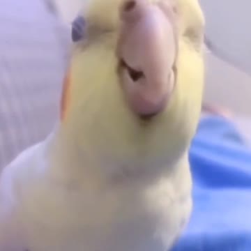 hippos eat watermelon