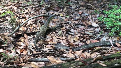 Monitor Lizard?