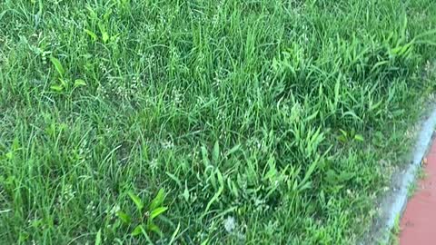 green grass