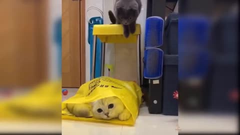 black cat jumps on to another cat hiding inside a plastic bag