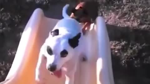 Funny 🤣😝😜 dog playing