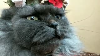 Cat puts on ridiculous outfit to celebrate birthday