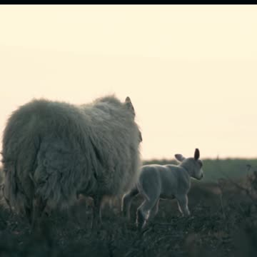 Sheep ll Epic Fail ll