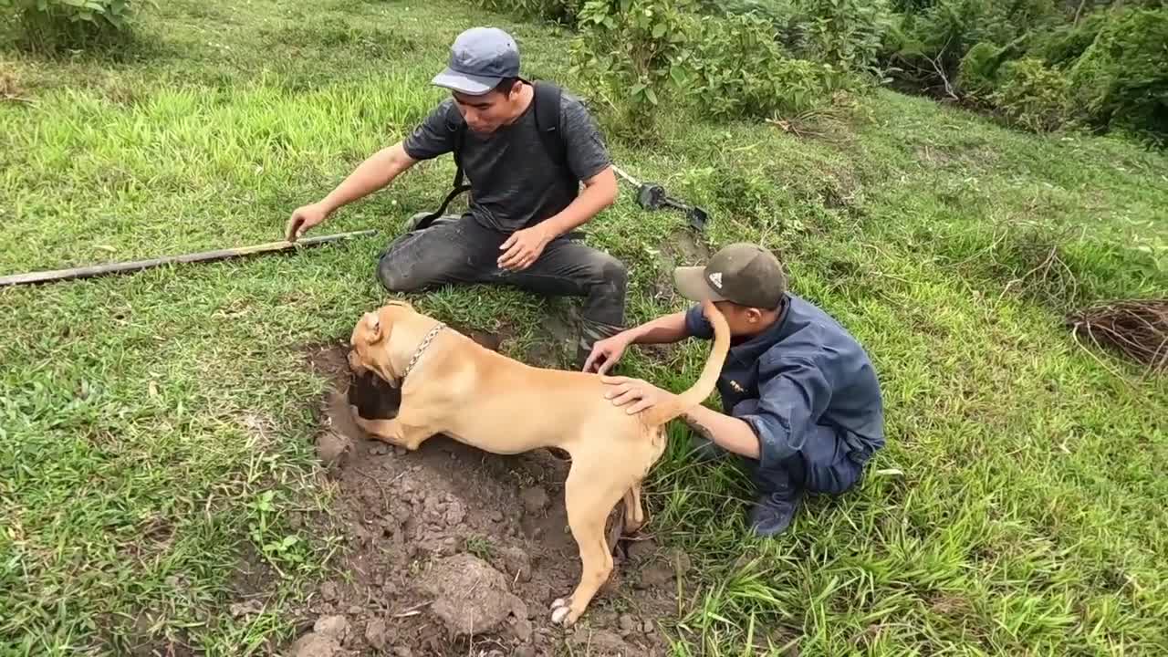 How Pit Bull Dog Hunt Giant Snakes For Food | King Snake Vlog