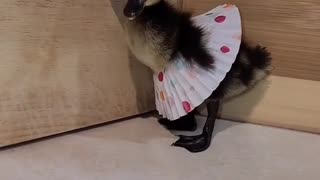 Dancing Duck