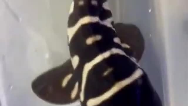 Super cute 🥰 and funniest strange animals 2021