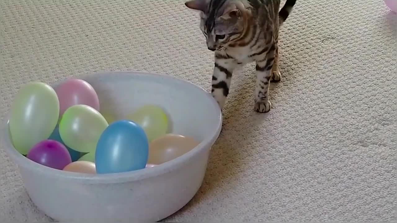 Bengal Kittens Playing With Balloons StayHome