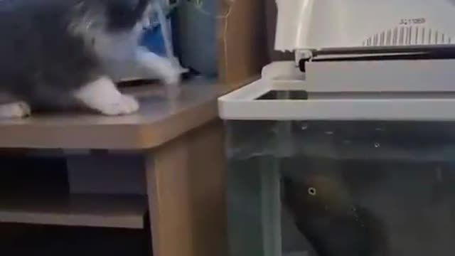 Don’t be sticking your paw where it don’t belong.