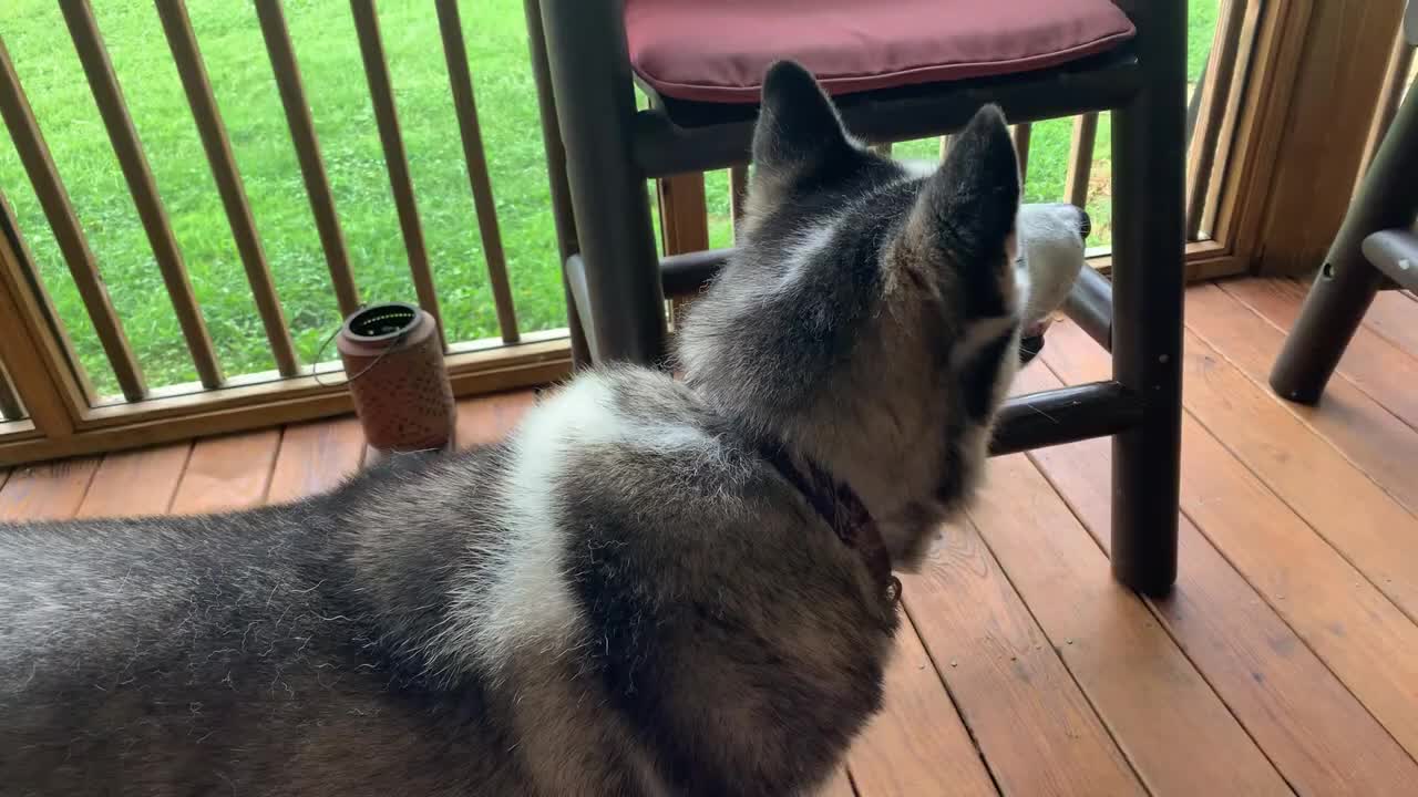 Husky Talking