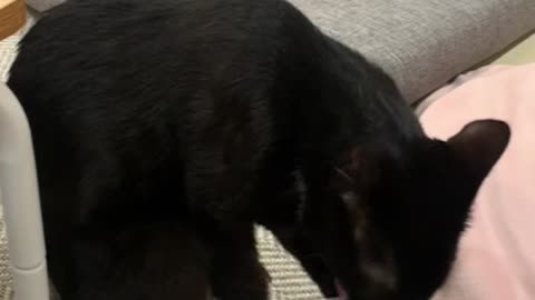 A black cat grooming on the sofa