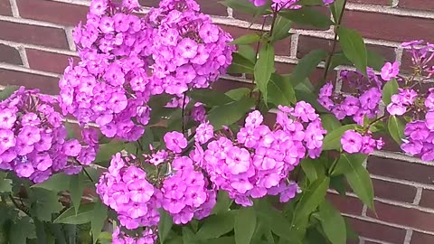 Phlox