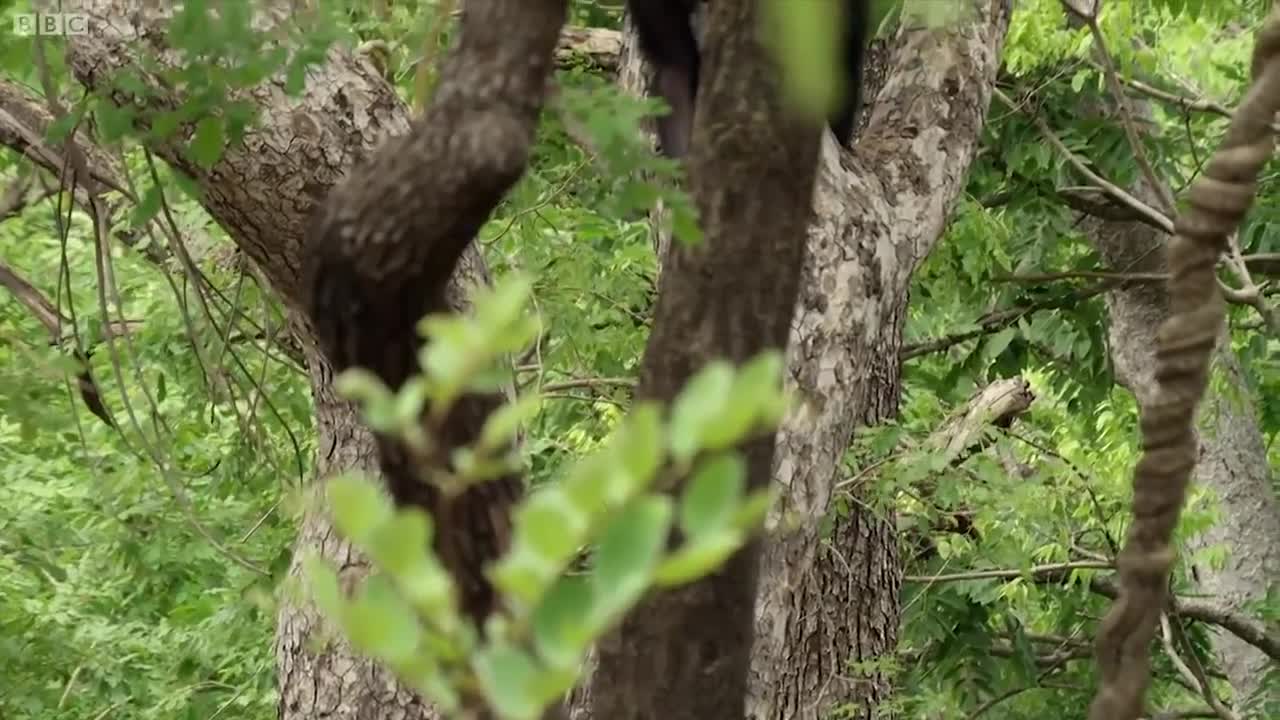 4 Things You Didn't Know about Chimps | BBC Earth