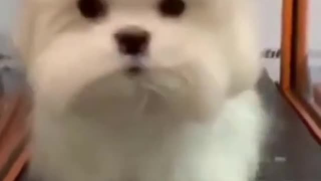 Super Funny Dog Videos 😂LAUGH at FUNNY DOGS 🐶