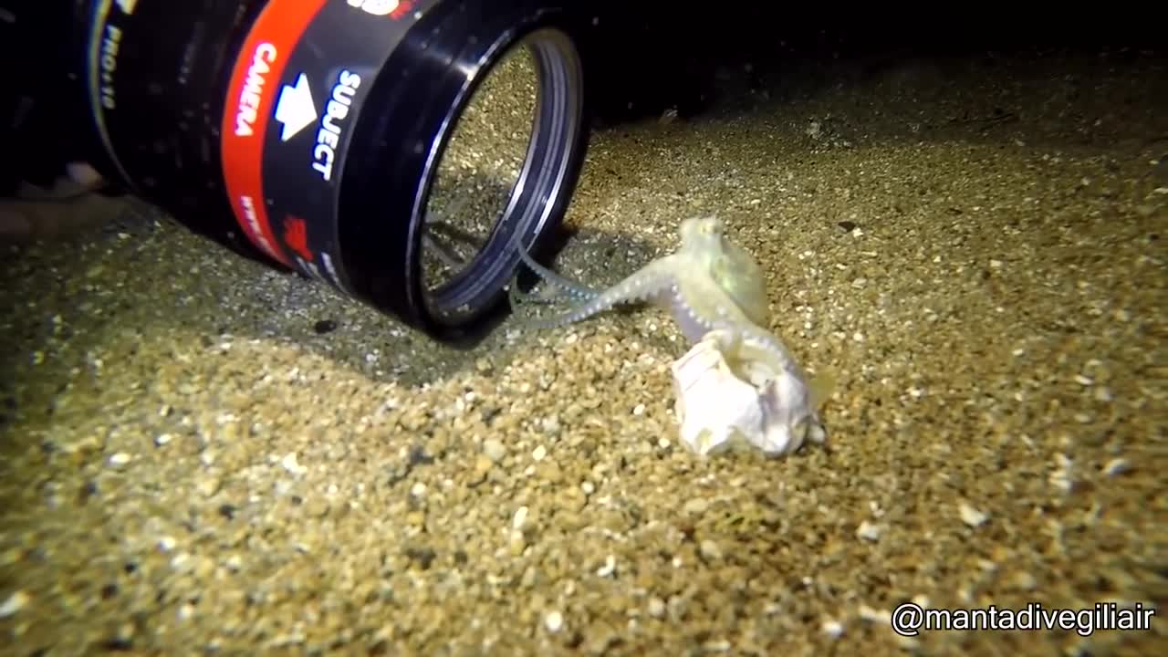 Baby Octopus Discovers Camera