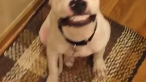 The dog can laugh, ha ha