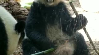 Adorable Panda's at the Atlanta Georgia Zoo