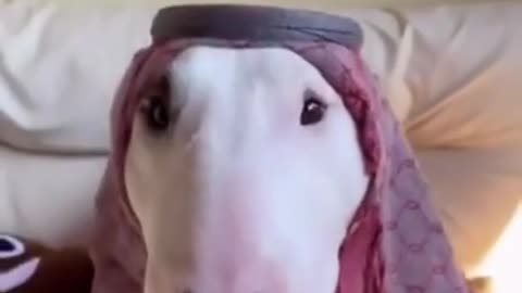 Cute Funny dog