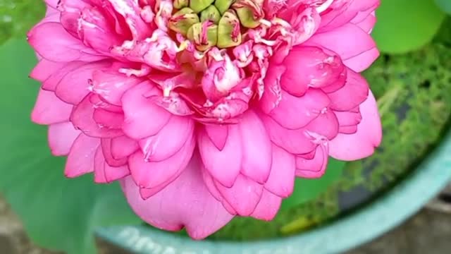 Blooming Lotus (9)