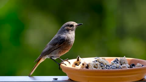 Red tailed black redstart