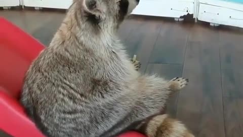 Raccoon enjoying sitting on the balcony facing the sea