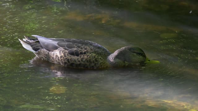 Female Hot Duck Enjoys Water