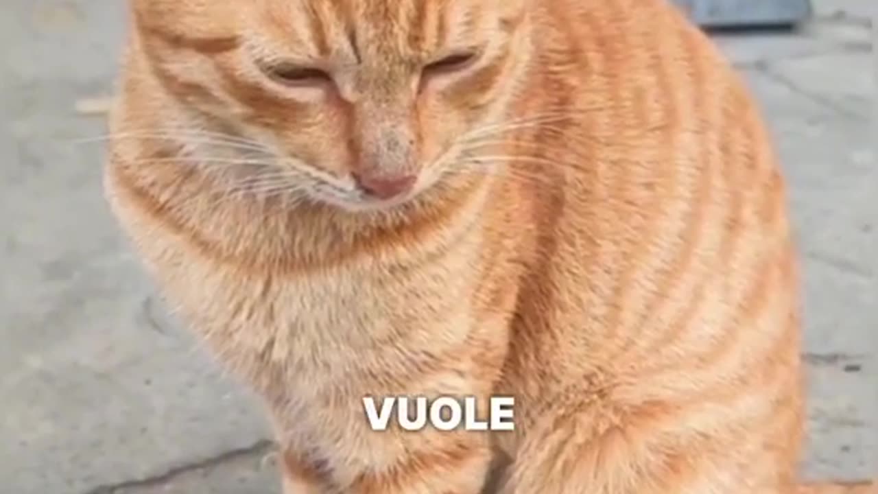 Queste strane cose che fa il tuo gatto e cosa significano